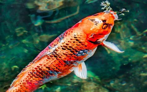 mongo koi fish|Koi Fish— and Mongo .
